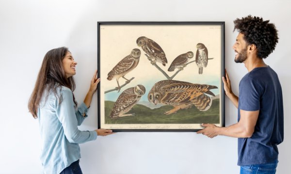 Robert Havell after John James Audubon
