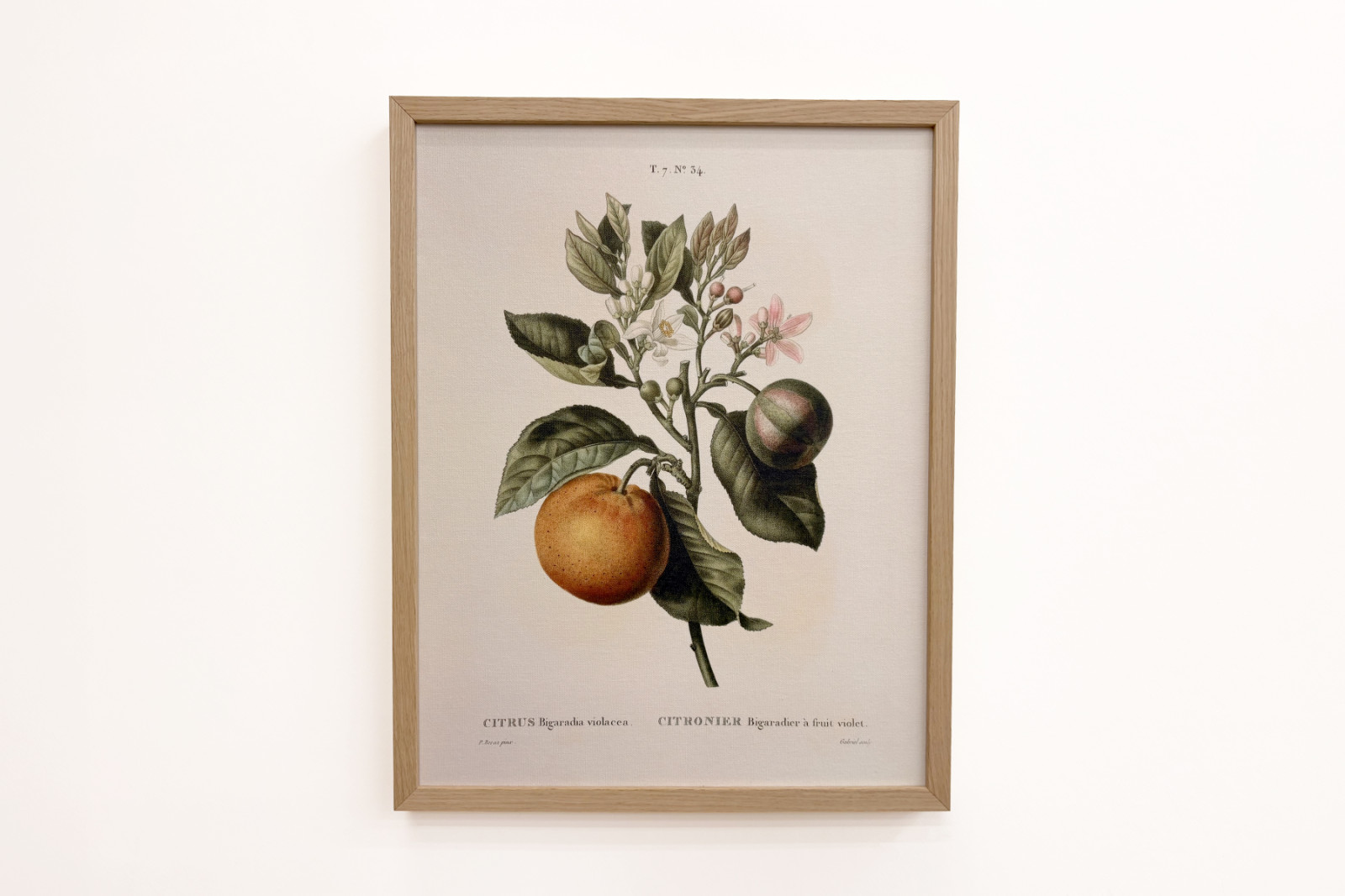 Bittere sinaasappel (Citrus aurantium) met violette vrucht door Pierre Joseph Redouté (1759-1840) - Pierre-Joseph Redouté
