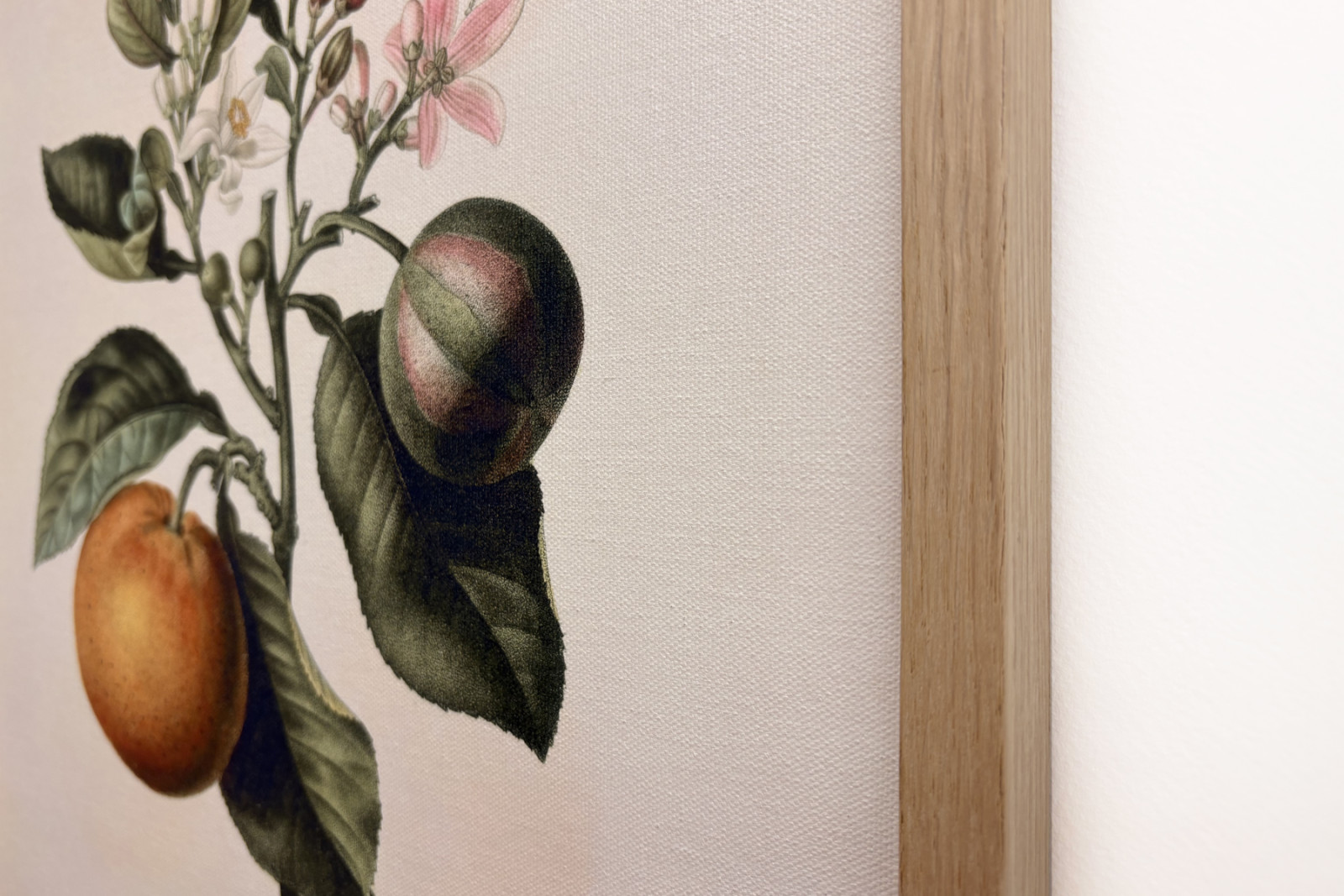 Bittere sinaasappel (Citrus aurantium) met violette vrucht door Pierre Joseph Redouté (1759-1840) - Pierre-Joseph Redouté