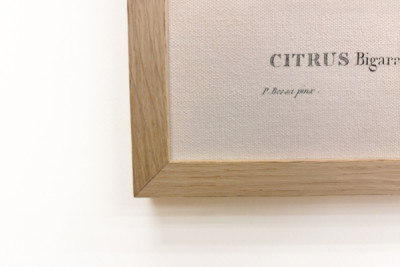 Bittere sinaasappel (Citrus aurantium) met violette vrucht door Pierre Joseph Redouté (1759-1840)