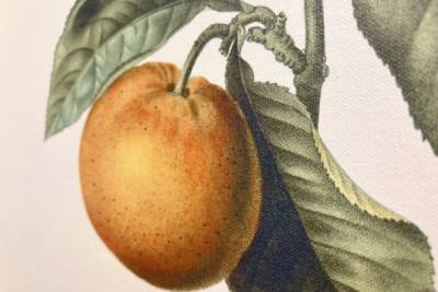Bittere sinaasappel (Citrus aurantium) met violette vrucht door Pierre Joseph Redouté (1759-1840)