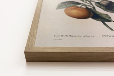 Bittere sinaasappel (Citrus aurantium) met violette vrucht door Pierre Joseph Redouté (1759-1840)