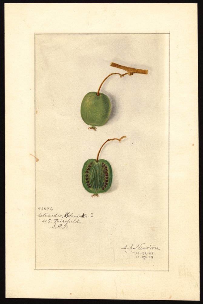 Actinidia deliciosa (kiwi) (aquarel op papier) door Amanda Almira Newton