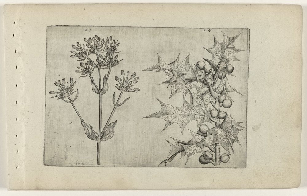 Duizendguldenkruid(?) en hulst door Crispijn van de Passe (I) (attributed to)