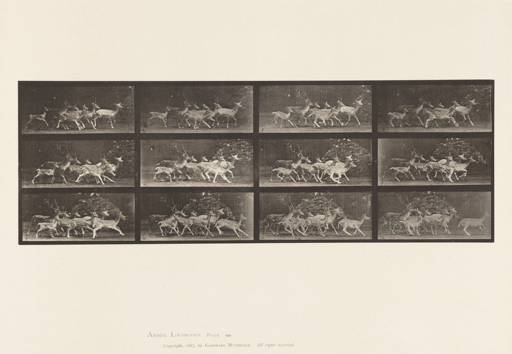 Plaat 690. Damhert; Bok en groep hinden; Verschillende bewegingen door Eadweard Muybridge