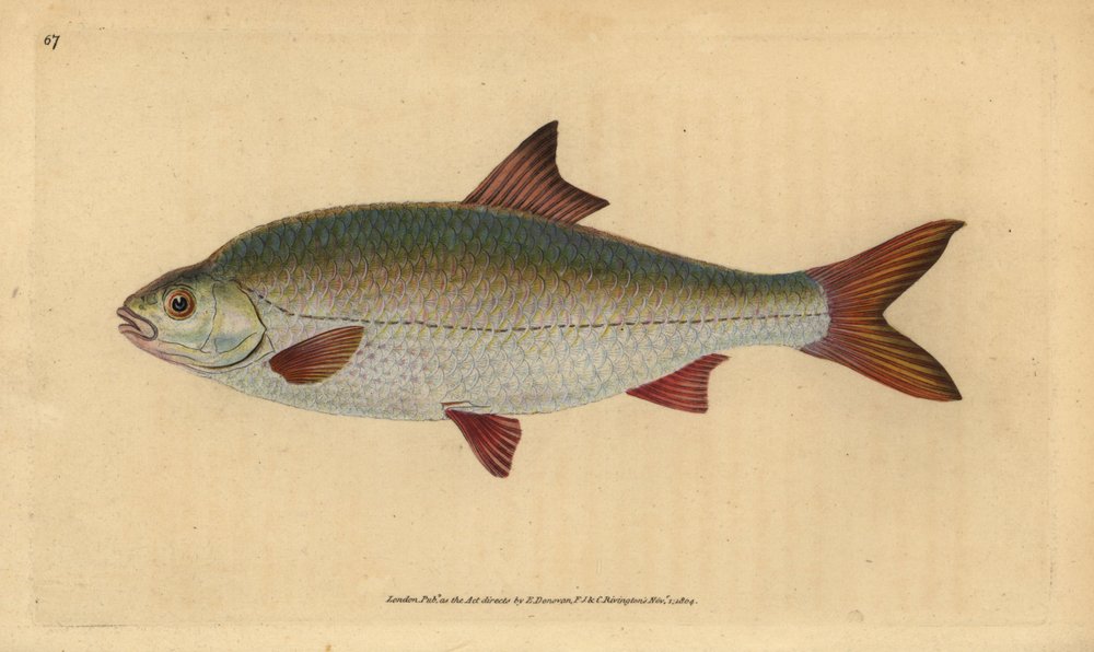 Blankvoorn, Rutilus rutilus (Cyprinus ritulus). Handgekleurde ...