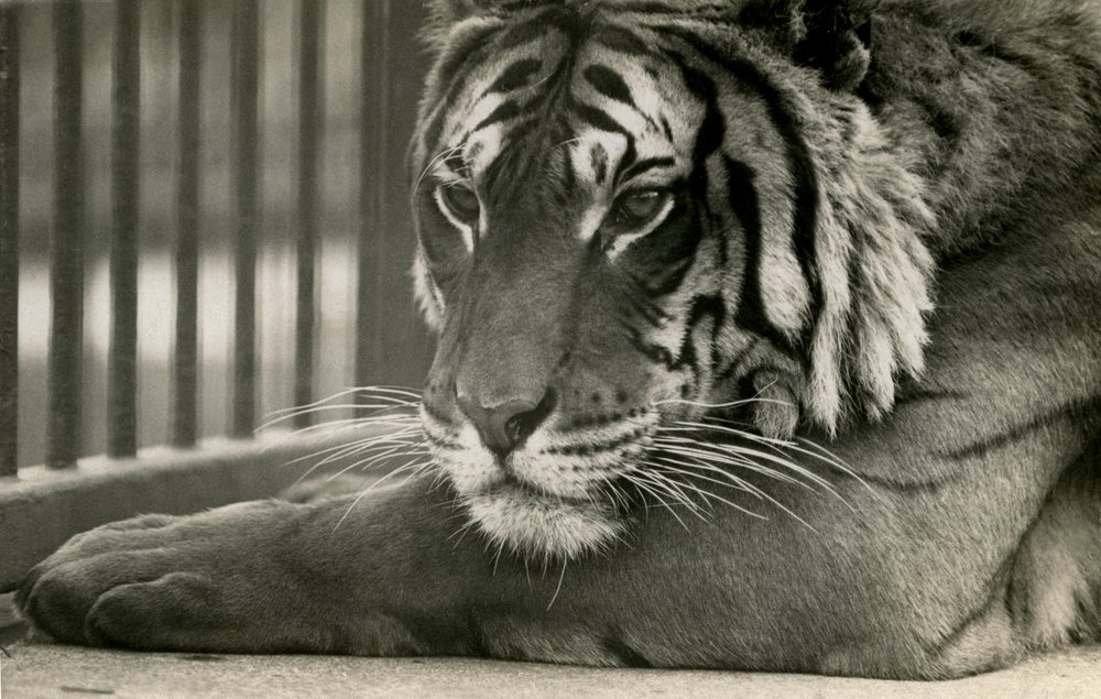 Tijger Sam in London Zoo, 1925 door Frederick William Bond