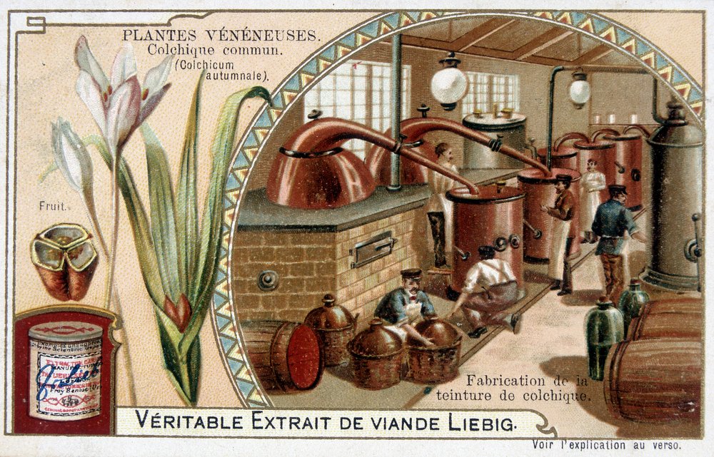 Giftige planten: gewone colchicum en vervaardiging van colchicum tinctuur - chromo. Liébig, eind 19e eeuw door French School