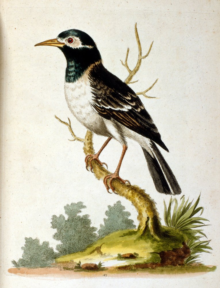 Aquarelillustratie uit een boek met zeldzame vogels van G Edwards 1750. George Edwards (1694-1773) was een Britse naturalist en ornitholoog. Hij reisde veel door Europa en bestudeerde de natuurlijke historie en vogels in het bijzonder. Hij kreeg enige erke door George Edwards