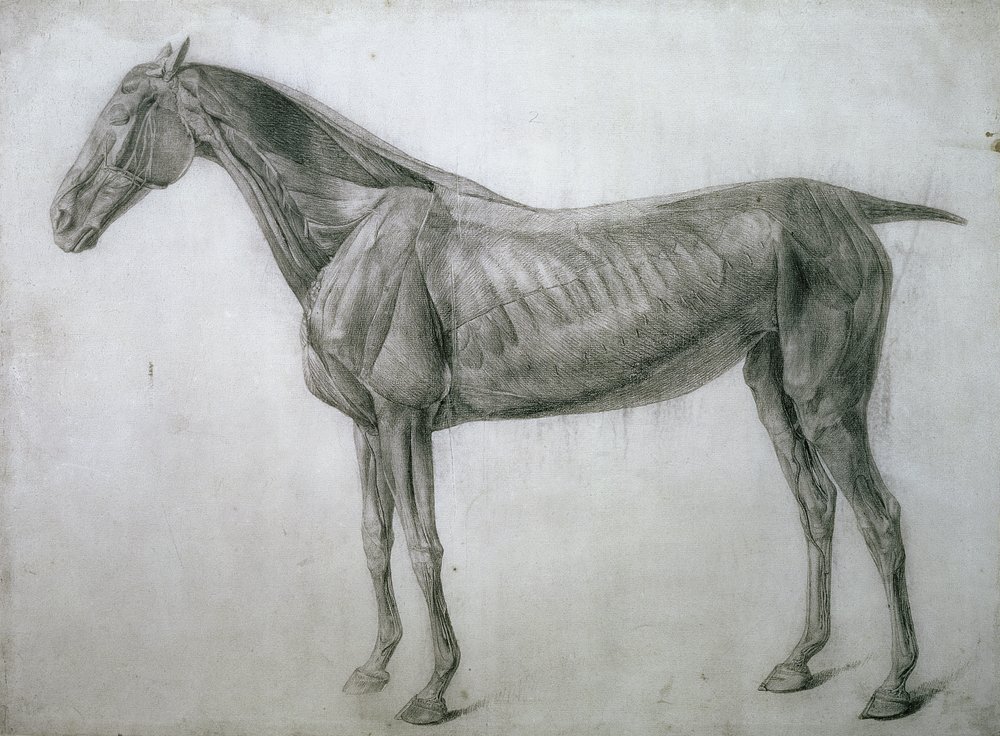 Studie van de spieren: écorché-tekening van opzij gezien, uit de 13e anatomische plaat, uit de Anatomie van het paard, 1766 door George Stubbs