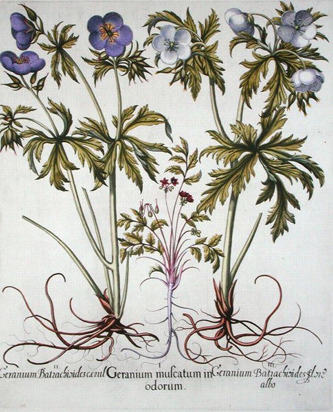 Variëteiten van Geranium, uit de 