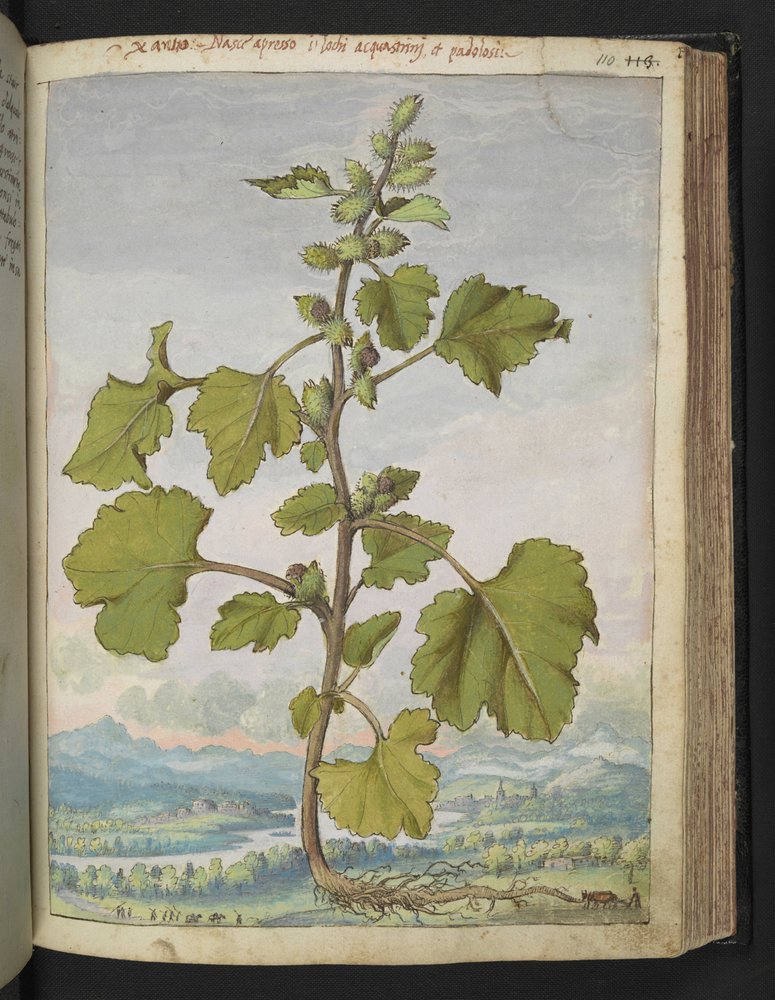 Xanthium strumarium, uit 'Schilderijen van Flora van de Romeinse Staten' door Gherardo Cibo door Gherardo Cibo