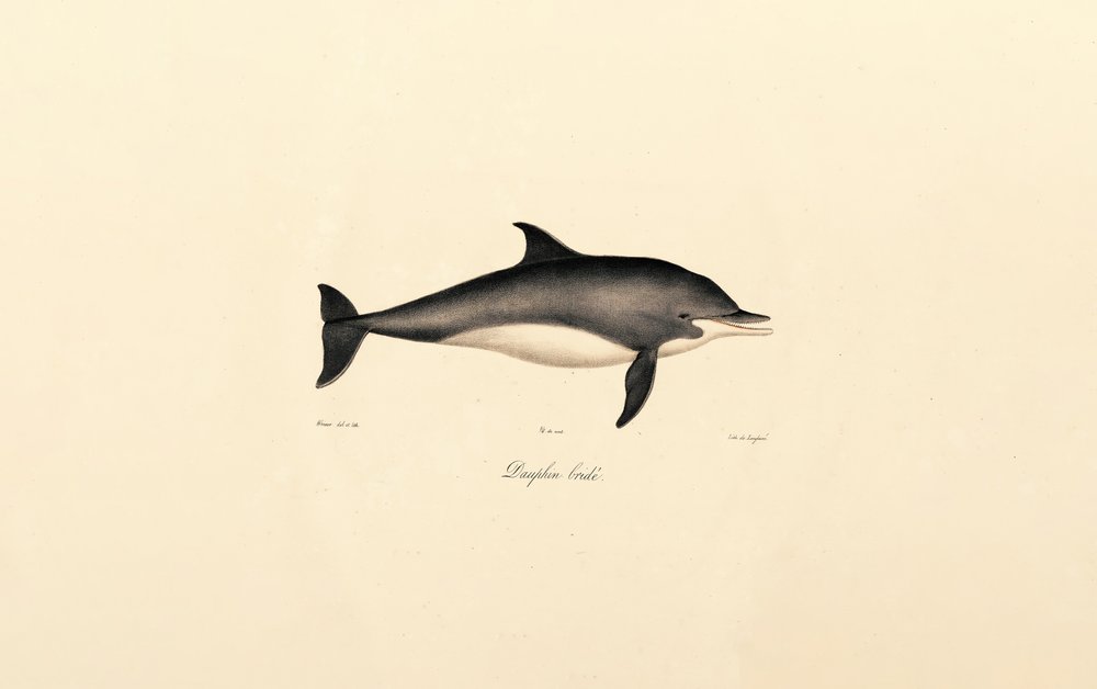 Gewone dolfijn (Delphinus delphis) door Jacques Christophe Werner