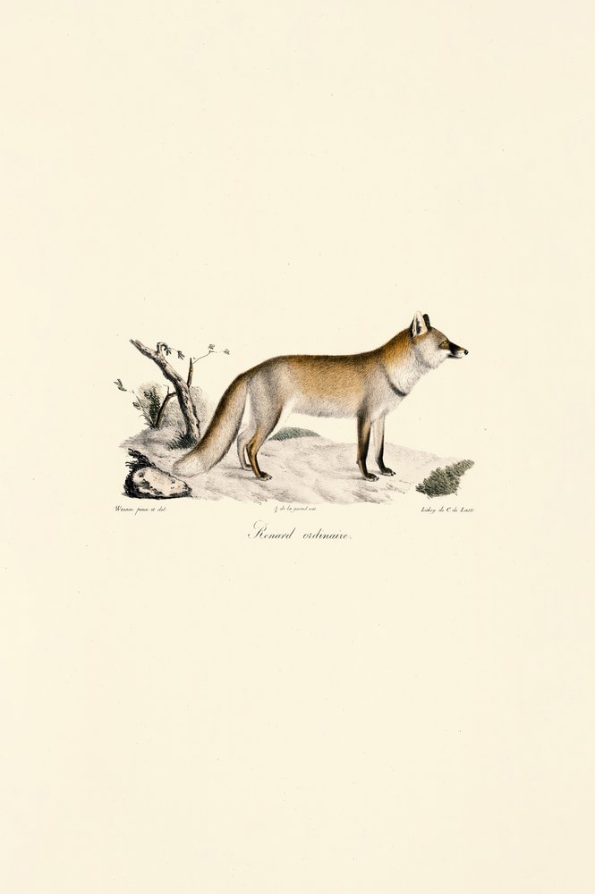 Rode vos (Vulpes vulpes) door Jacques Christophe Werner
