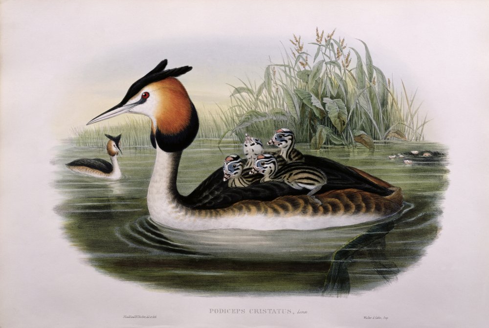 Fuut (Podiceps cristatus) door John Gould