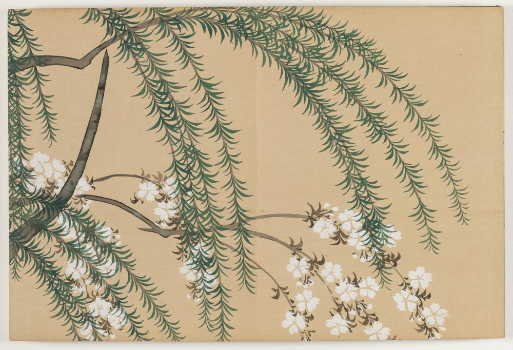 Bloemen van honderd werelden (Momoyogusa): wilg en kers (Yanagizakura) door Kamisaka Sekka