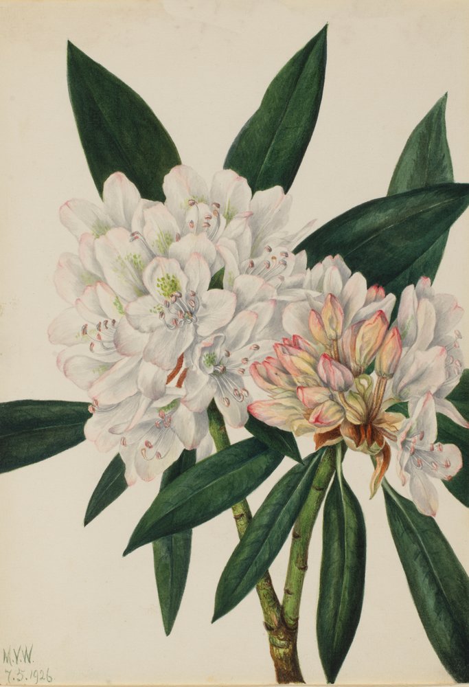 Rosebay Rhododendron Rhododendron maximum, 1926 door Mary Vaux Walcott