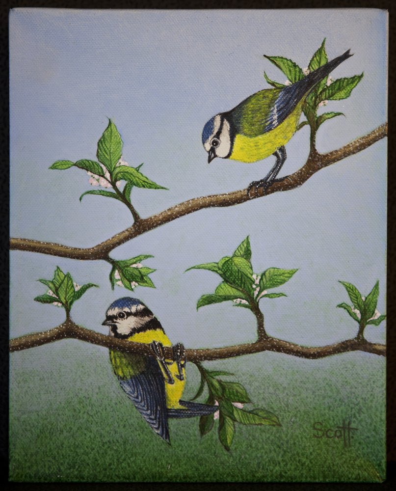 Bluetits, 2016 door Pat Scott