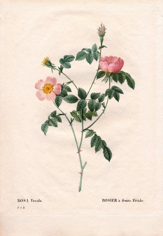 Stinkende roos. Handgekleurde stipple kopergravure uit Pierre Joseph Redoute
