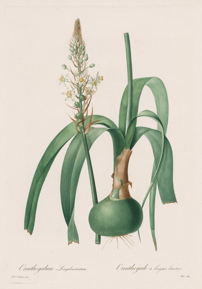 Les Liliacées: Ornithogalum longibracteatum door Pierre-Joseph Redouté