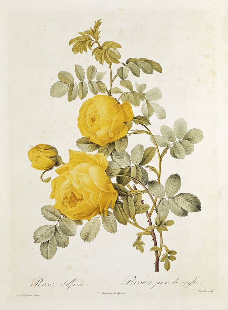 Rosa Sulfurea (Gele Roos) uit 
