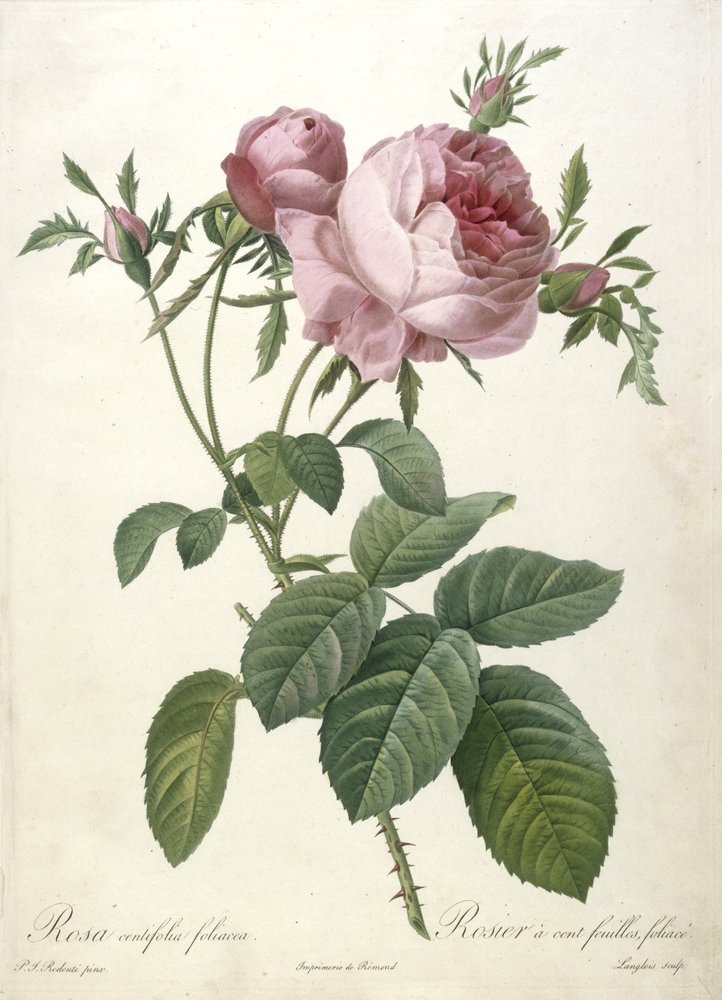 Rosa centifolia foliacea, honderdbladige roos, foliacea, uit Les Roses, 1817-24 door Pierre-Joseph Redouté