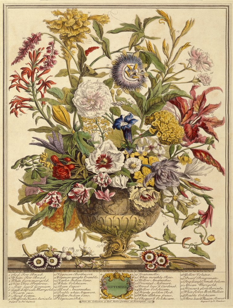 September, uit Twaalf Maanden Bloemen door Robert Furber (c.1674-1756) gegraveerd door Henry Fletcher (kleurgravure) door Pieter after Casteels