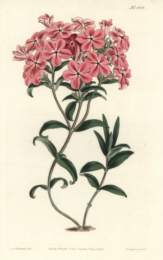 Phlox de la Caroline of Jaume Saint Hilaire - Fraser