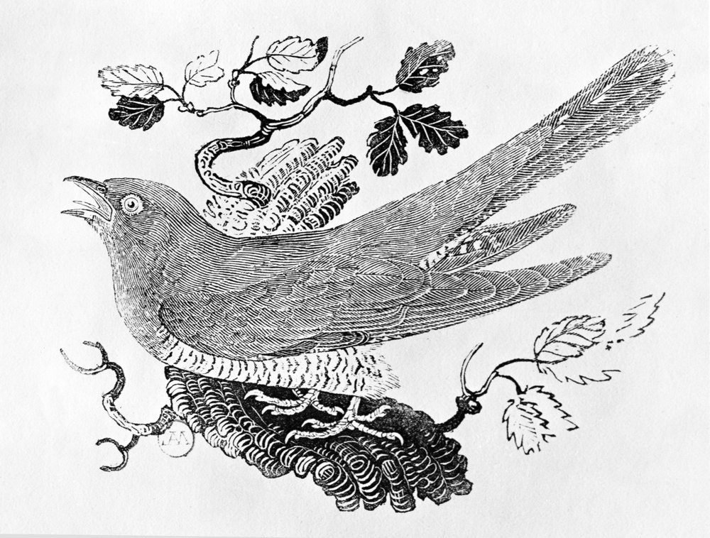 De koekoek (Cuculus canorus) uit de «Geschiedenis van Britse vogels», deel I, gepubliceerd in 1797 door Thomas Bewick