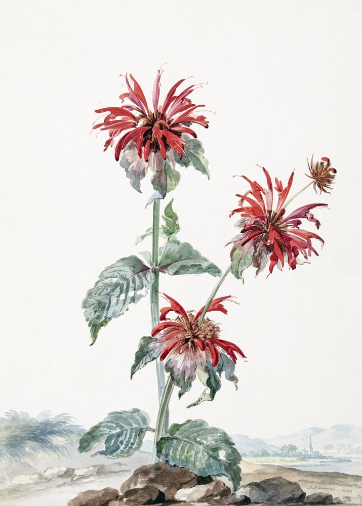 Een rode bergamot in een landschap door Aert Schouman