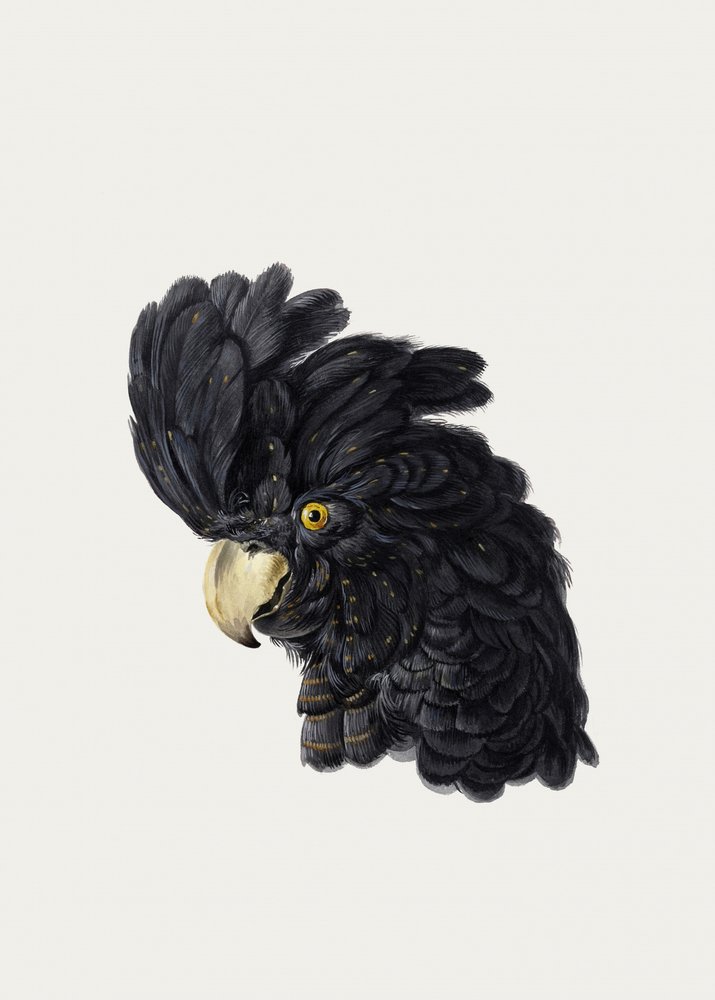 Hoofd van een kaketoe door Aert Schouman