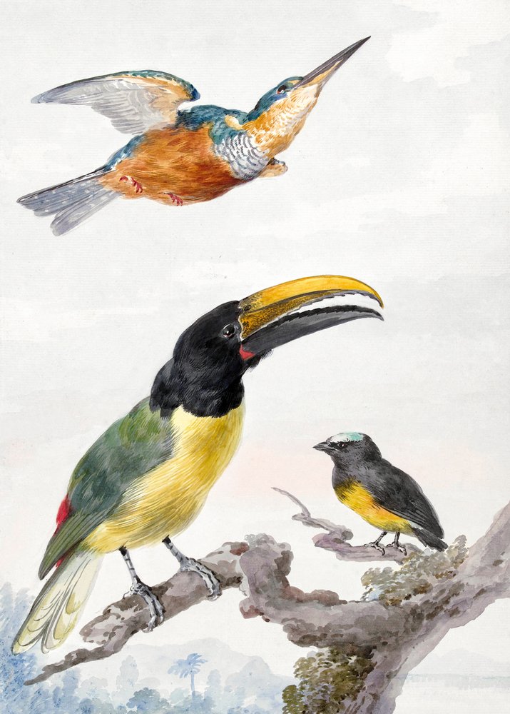 Drie vogels: een ijsvogel, een prins Von Wied-toekan en een mus door Aert Schouman