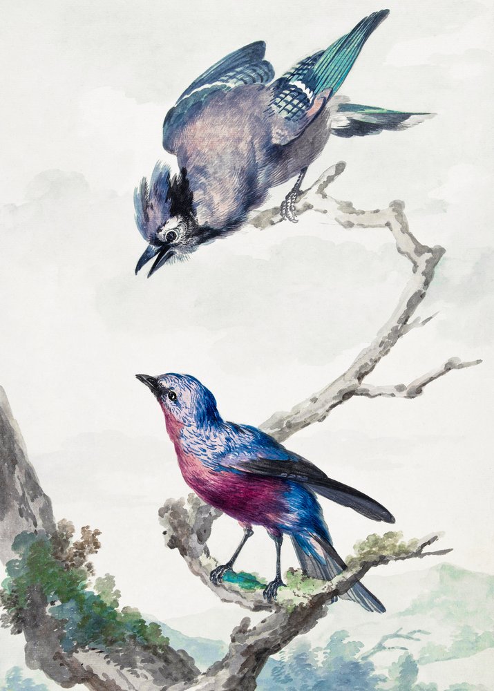 Twee vogels: een blauwe gaai en een paarsborstcotinga door Aert Schouman