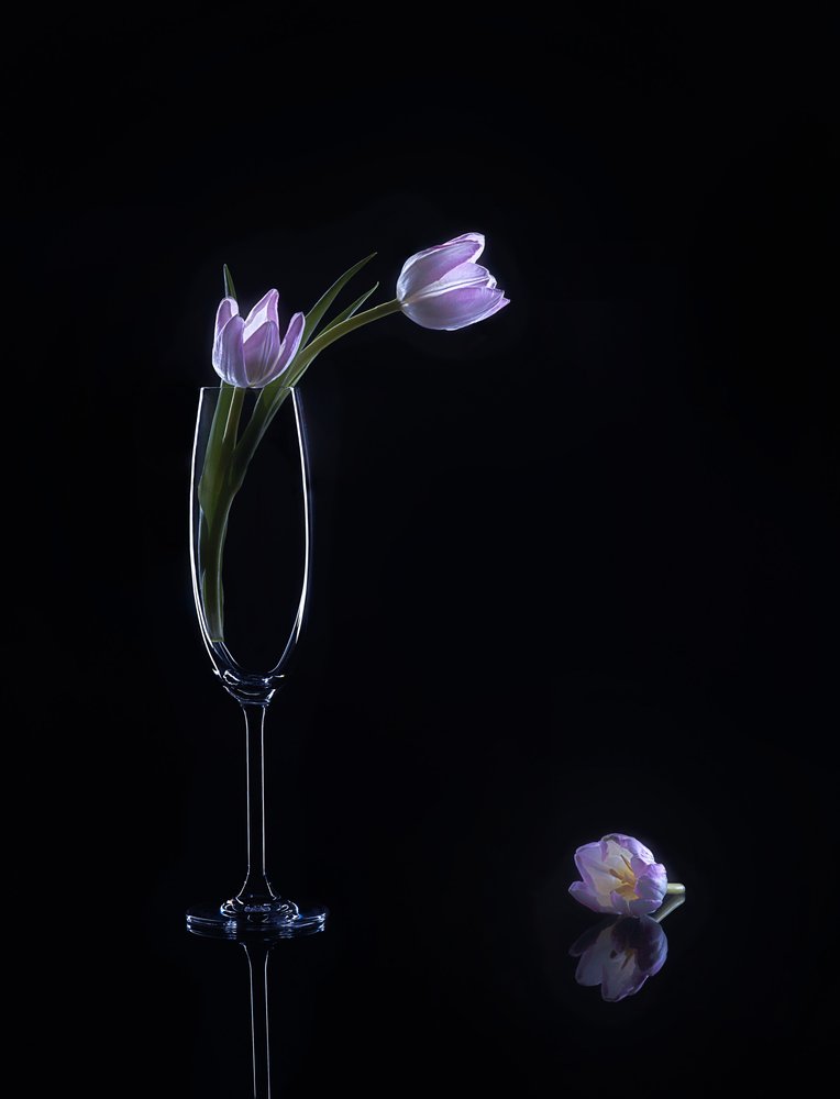Elegante paarse tulpen door Alice Sheng