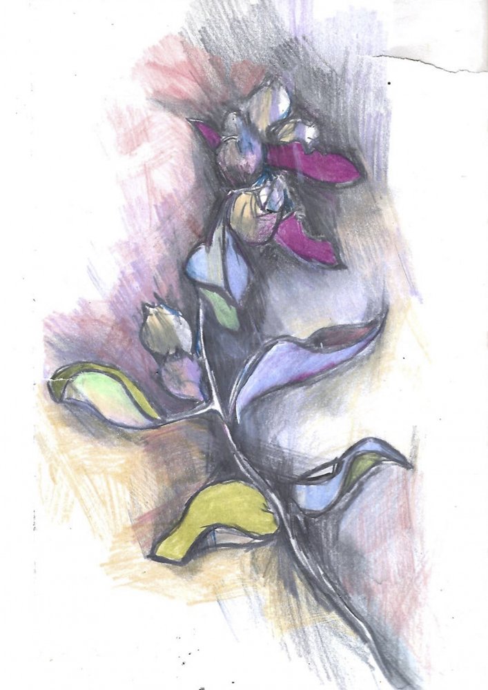 Kleurrijke botanische schets door Alice White