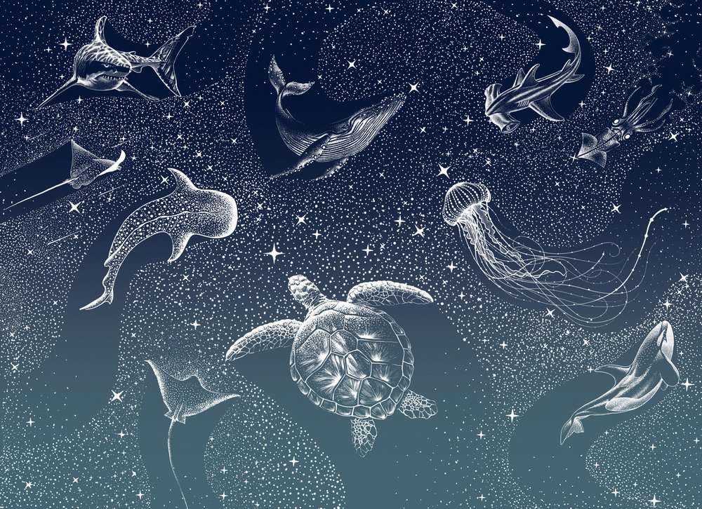 Hemelachtig zeeleven door Alirıza ÇAKIR