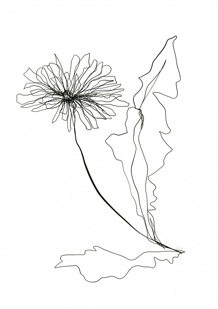 Lijntekening van een paardenbloem door Ankie Kooi