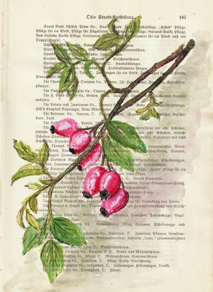 Tak met rozenbottels, aquarel, natuurstudie door Annick