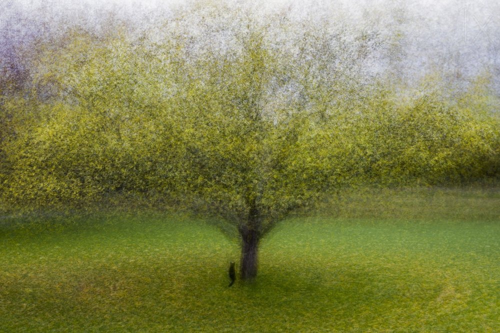 Dromerige groene boom door Arne Östlund