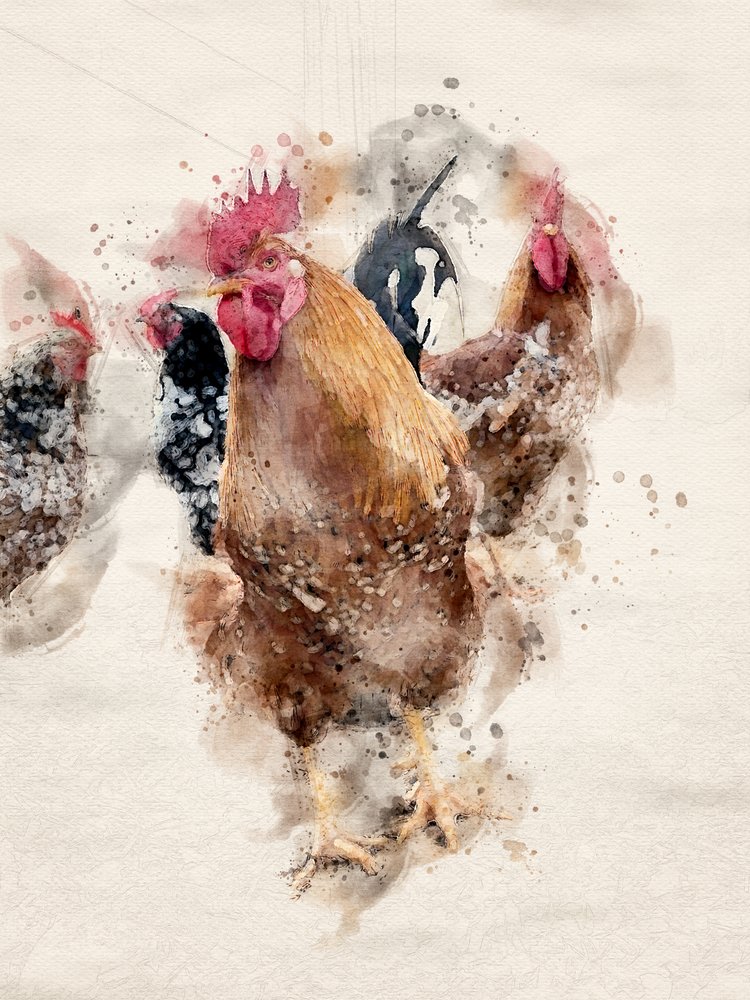Haanen op de Watercolor Farm door Arno Du Toit