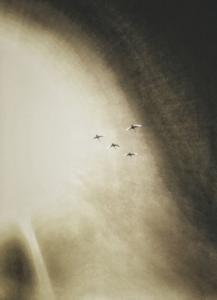 Vogels die door de lucht zweven door Artur Politov