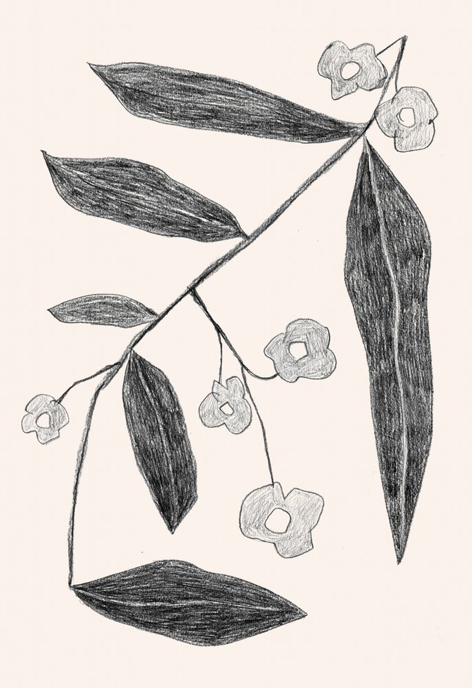 Tekening van een botanische tak door Catalina Somolinos