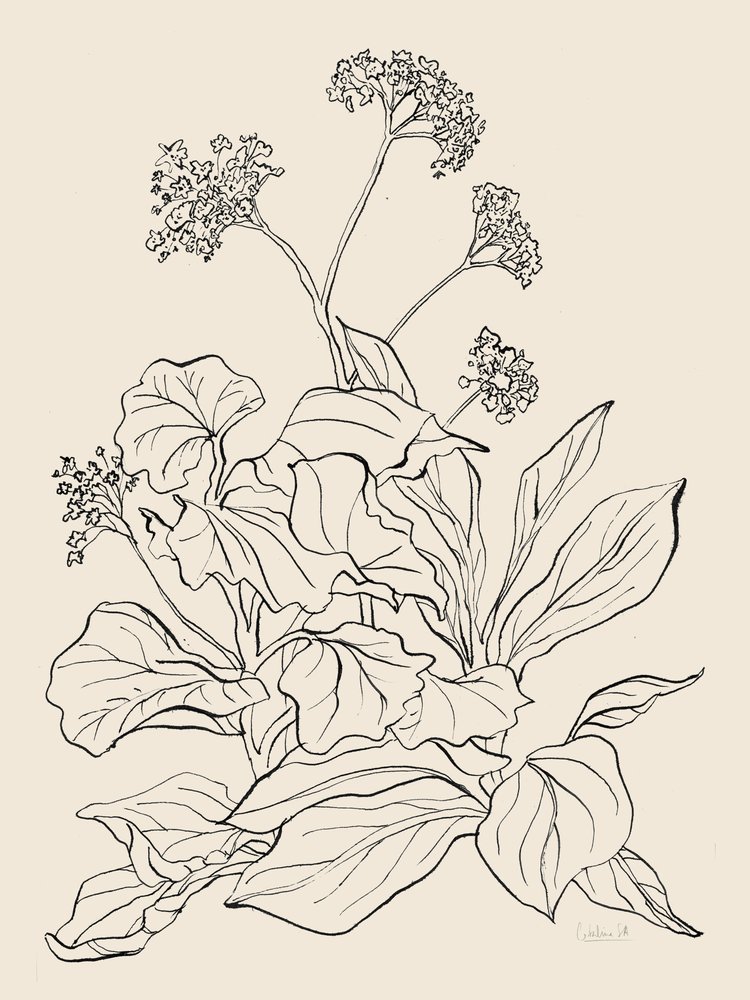 Elegante botanische tekening door Catalina Somolinos