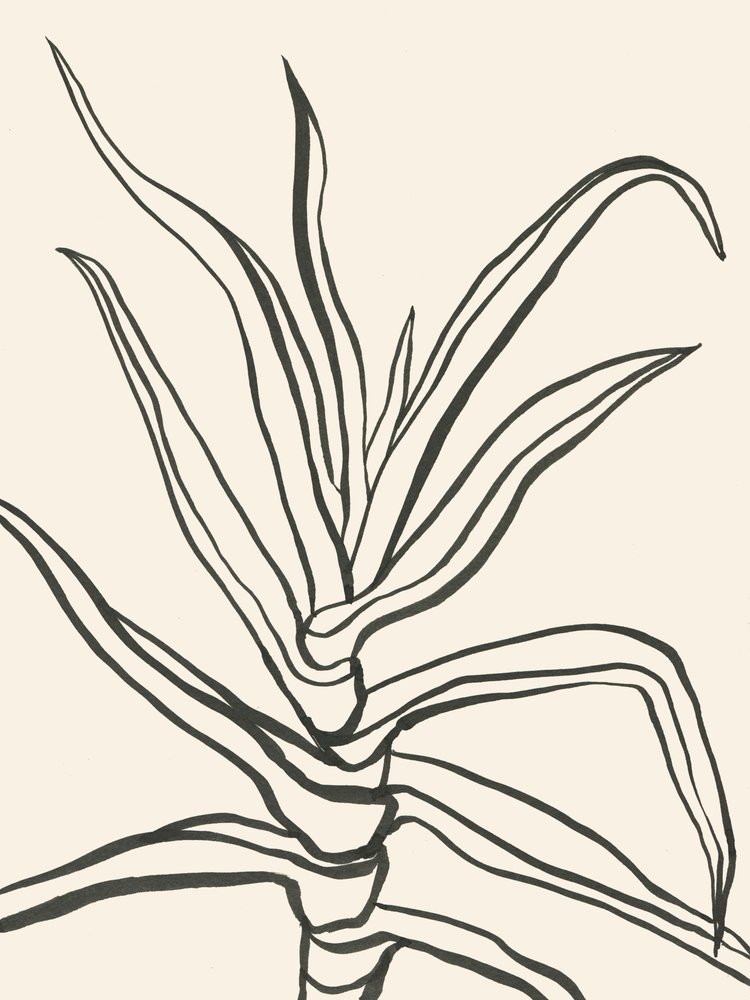 Minimalistisch plantenontwerp door Catalina Somolinos