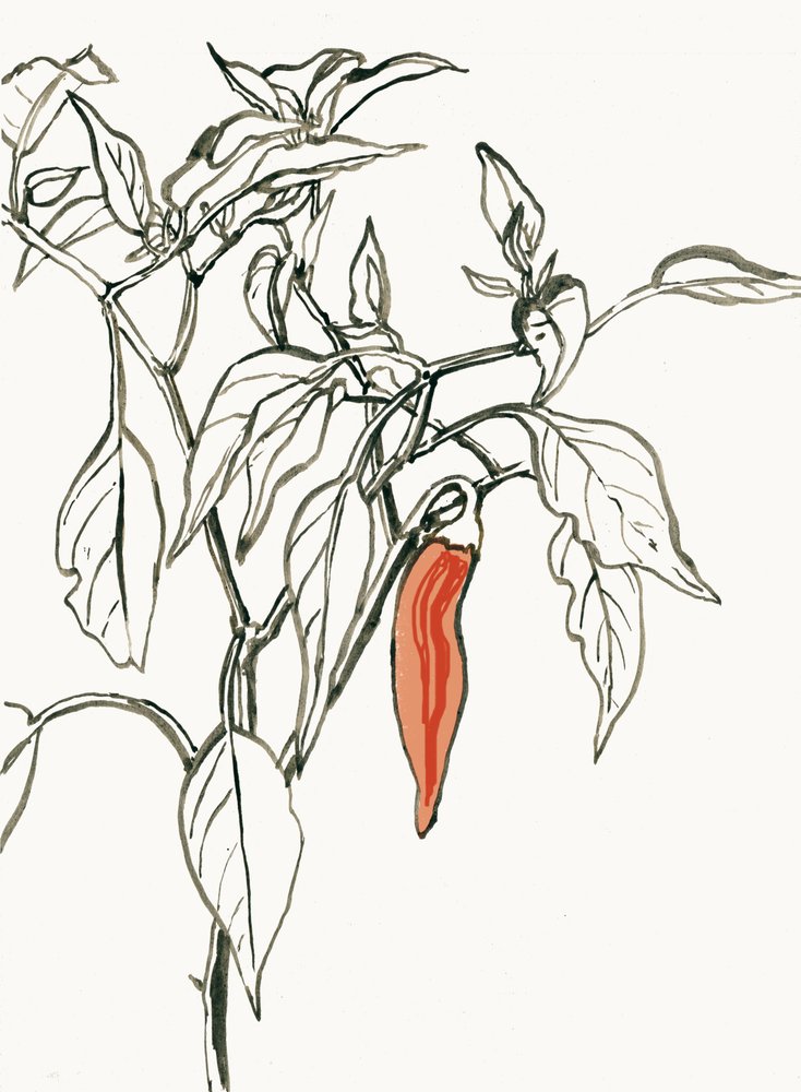 Levendige chili-tekening door Catalina Somolinos