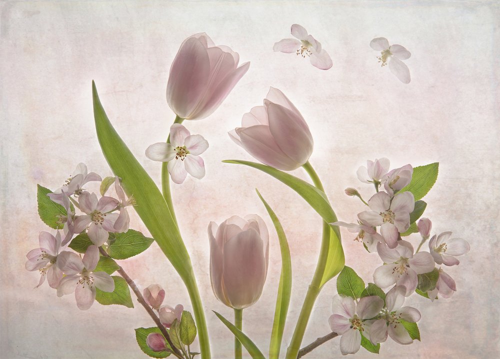 Zachtroze tulpen in bloei door Catherine Wang