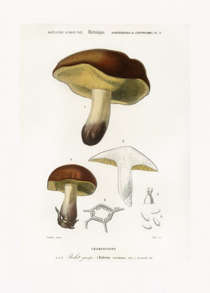 Paddestoel (Boletus circinans) door Charles Dessalines D