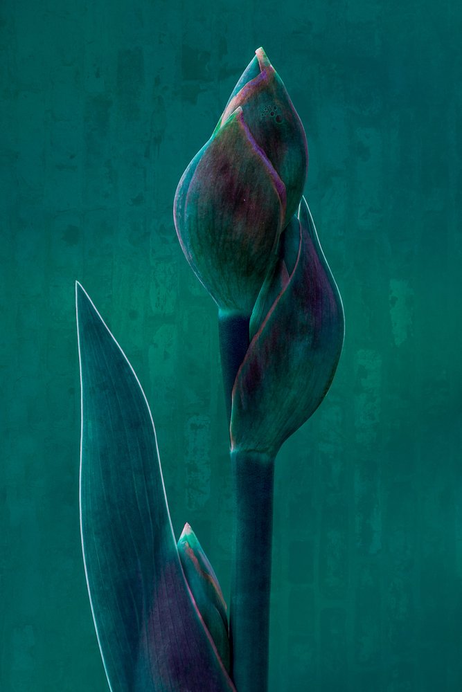 Moody Botanical Bloom door Chris Hamilton