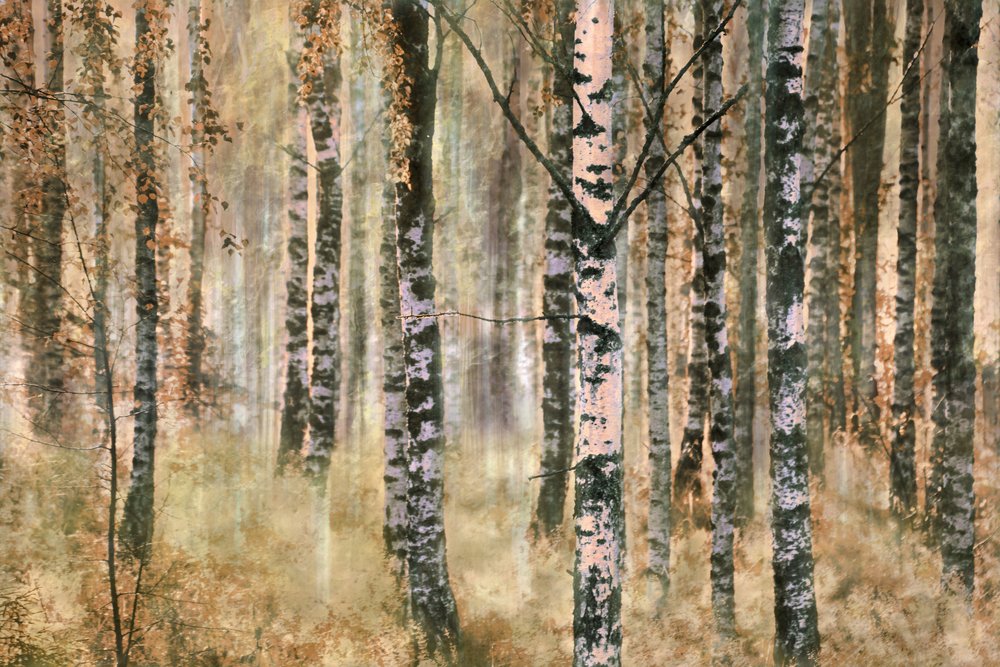 Herfst in het berkenbos door Christina Sillen