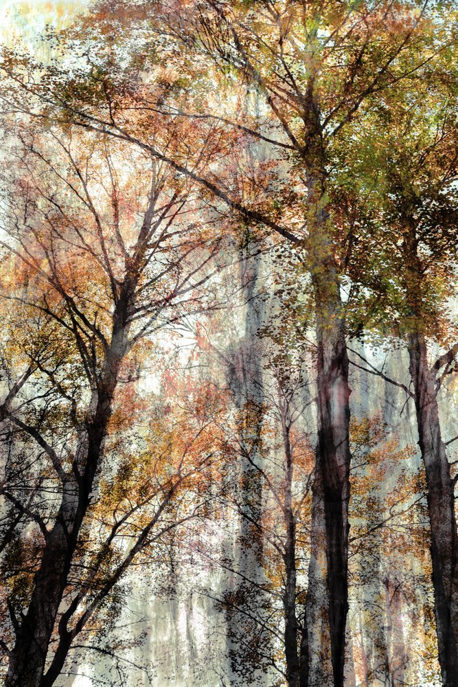 Herfstboslicht door Christina Sillen